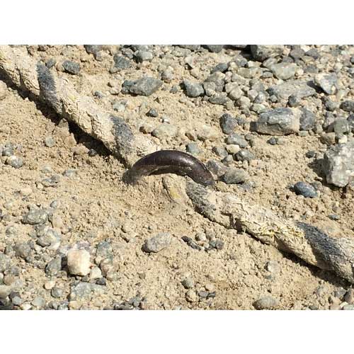 ユタカメイク 金具 打込カンU型 8φ×250mm KG-28